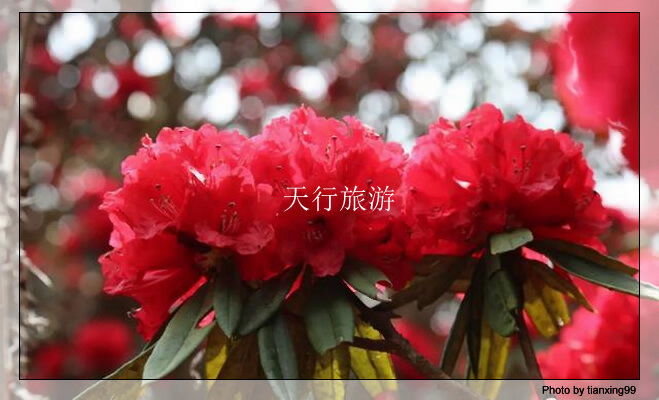 高黎贡山大树杜鹃
