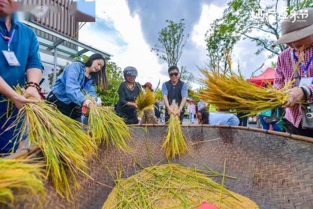 云南腾冲原乡第4届打谷节 | 十一长假来打谷、抓鱼、啤酒嗨趴 