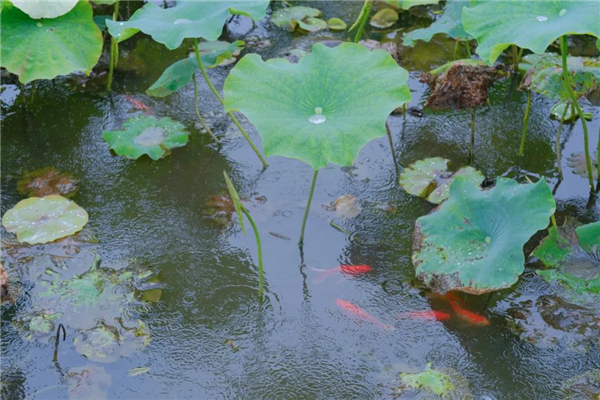 腾冲旅游