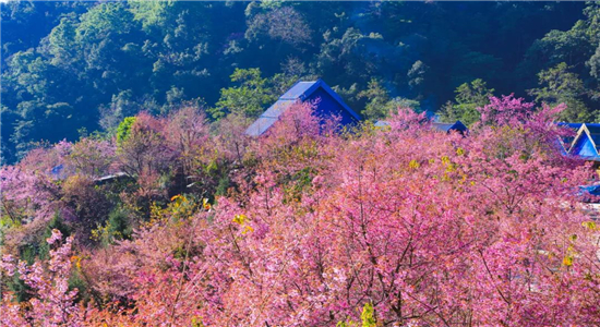 腾冲旅游景点推荐国家aaa级景区腾冲樱花谷景区