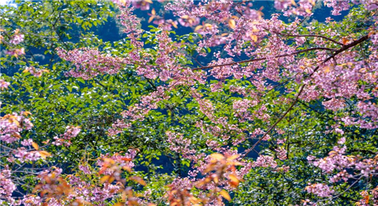 腾冲旅游景点推荐：【国家AAA级景区】腾冲樱花谷景区