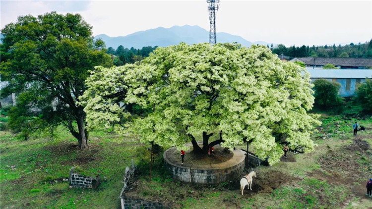 腾冲旅游