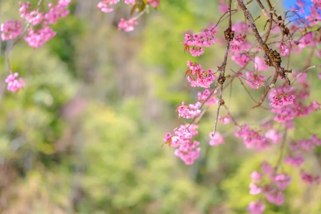 腾冲旅游