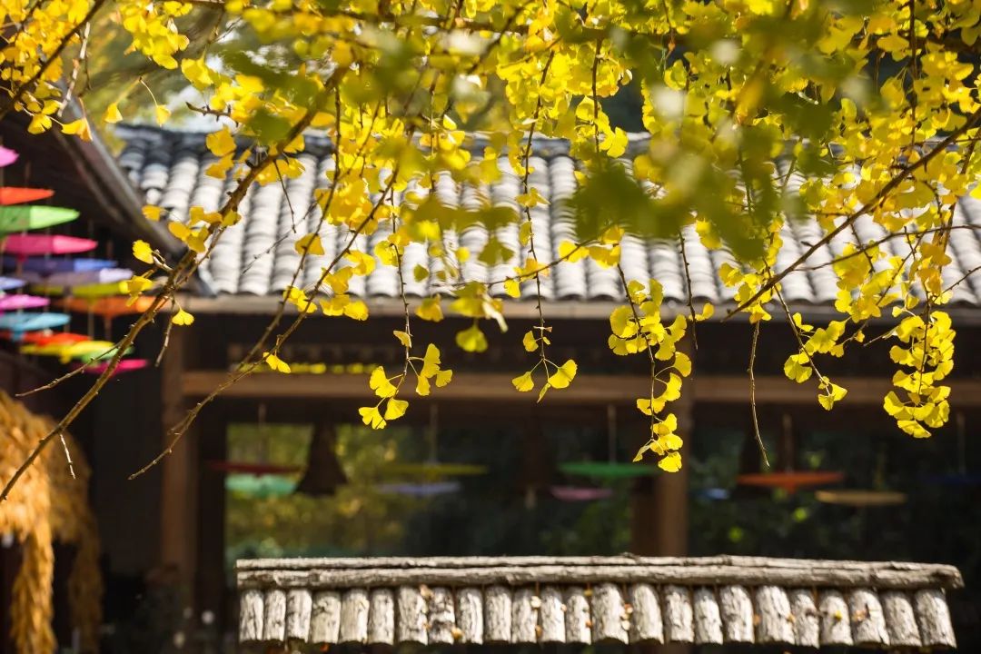 银杏村