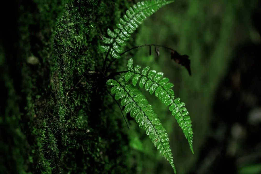 高黎贡山