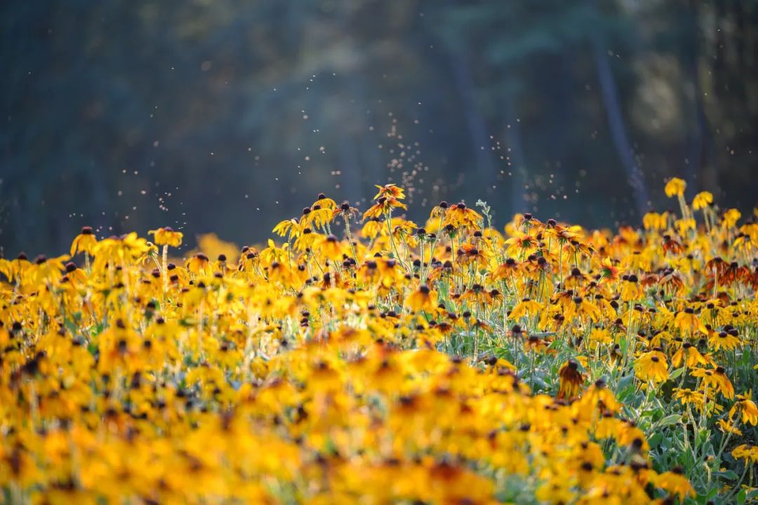 走进花海