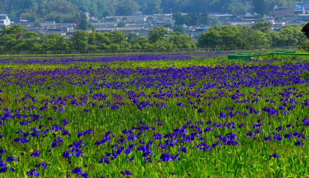 花海