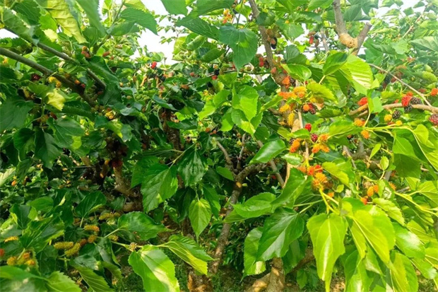 云南旅游,云南旅行社,云南团建公司,云南策划公司,云南会议会展,腾冲旅游,腾冲旅行社,腾冲团建公司,腾冲会议公司：腾冲桑葚季：舌尖上的甜蜜诱惑