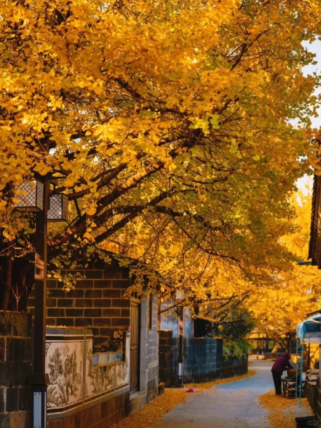 云南腾冲公司团建，腾冲旅游，秋天云南，腾冲芒市团建:11月腾冲一地3日游，银杏村赏秋