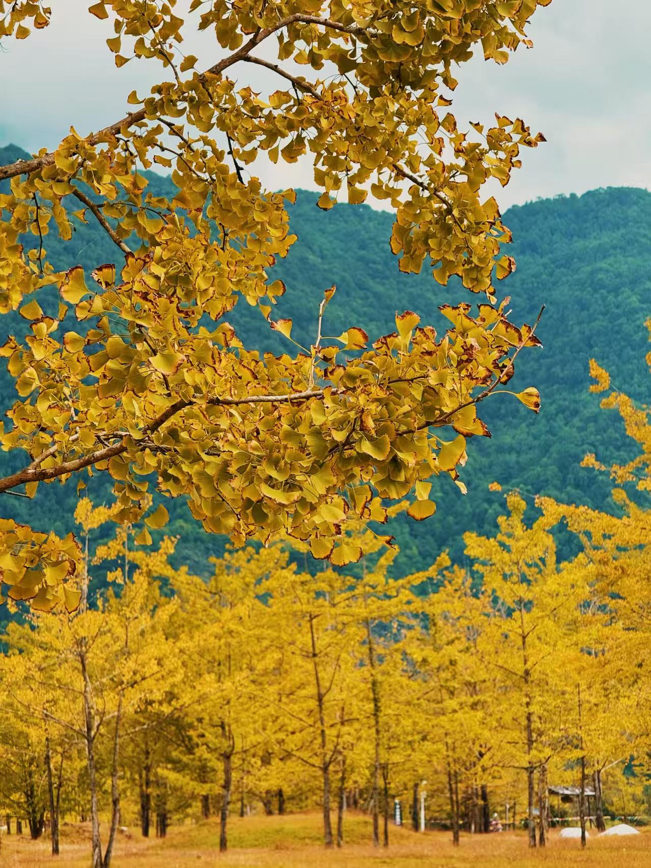 云南旅游,云南旅行社,云南团建公司,云南策划公司,云南会议会展,腾冲旅游,腾冲旅行社,腾冲团建公司,腾冲策划公司,腾冲会议会展：腾冲银杏村1日暴走终极攻略：金色童话+非遗体验全收录