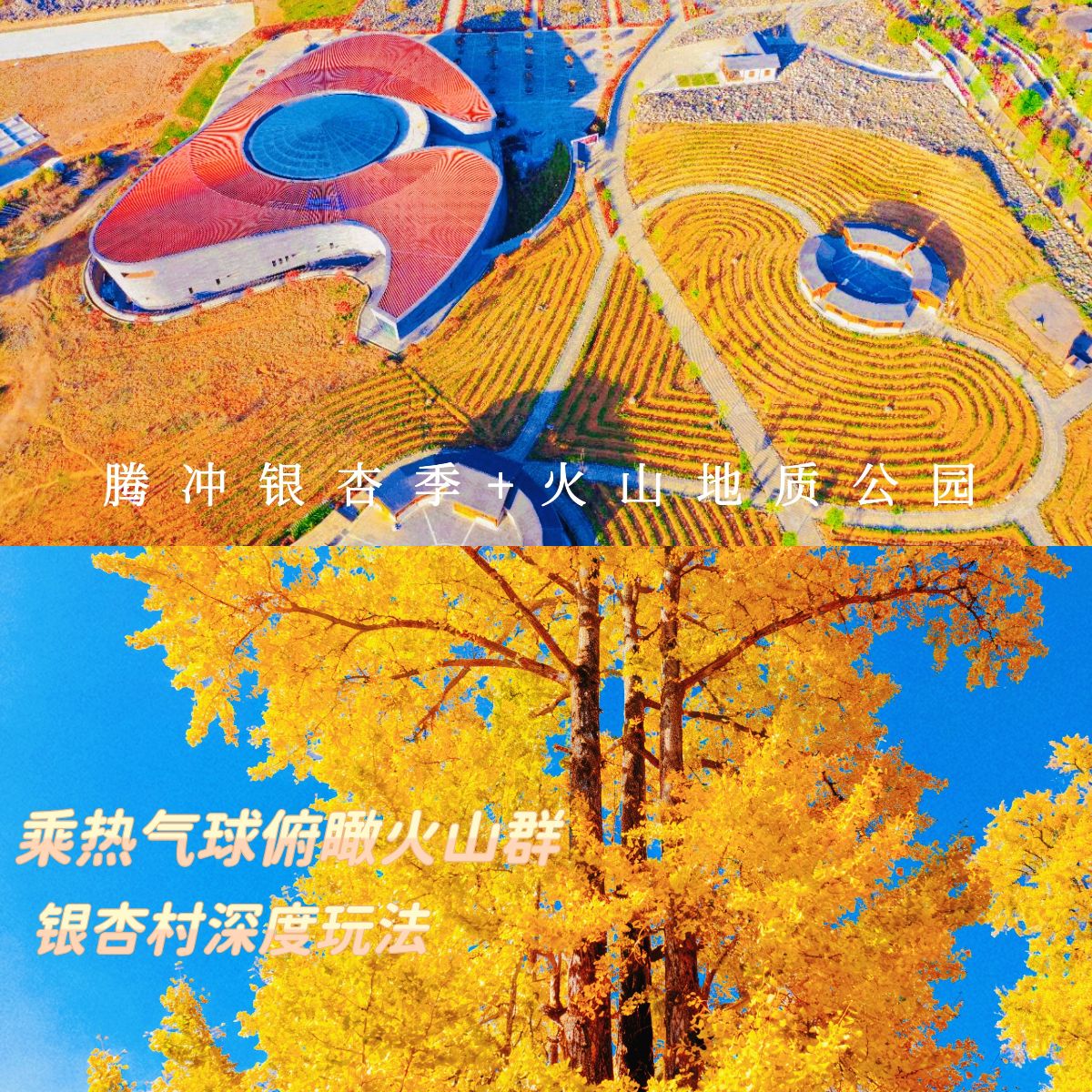 云南旅游,云南旅行社,云南团建公司,云南策划公司,云南会议会展,腾冲旅游,腾冲旅行社,腾冲团建公司,腾冲策划公司,腾冲会议会展：腾冲银杏季限定：银杏村深度漫游 + 火山热气球一日游，赴一场秋冬童话