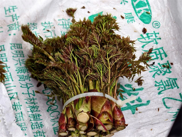 腾冲旅游：腾冲春味：一口椿头，满口春天